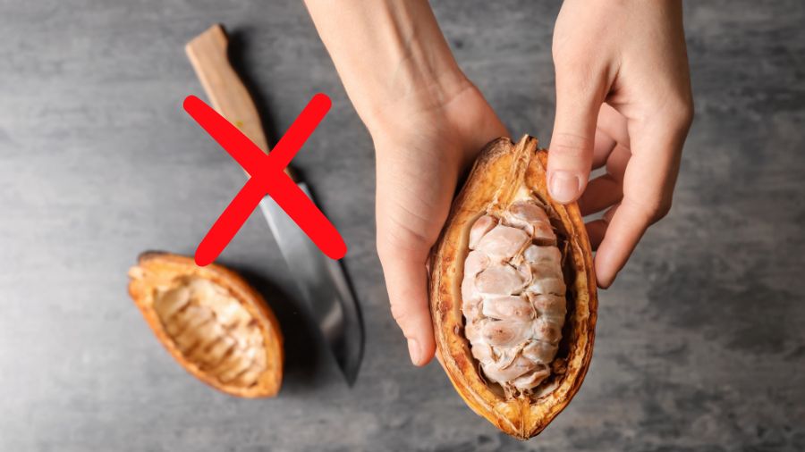 Como cortar cacao, herramienta para cortar cacao